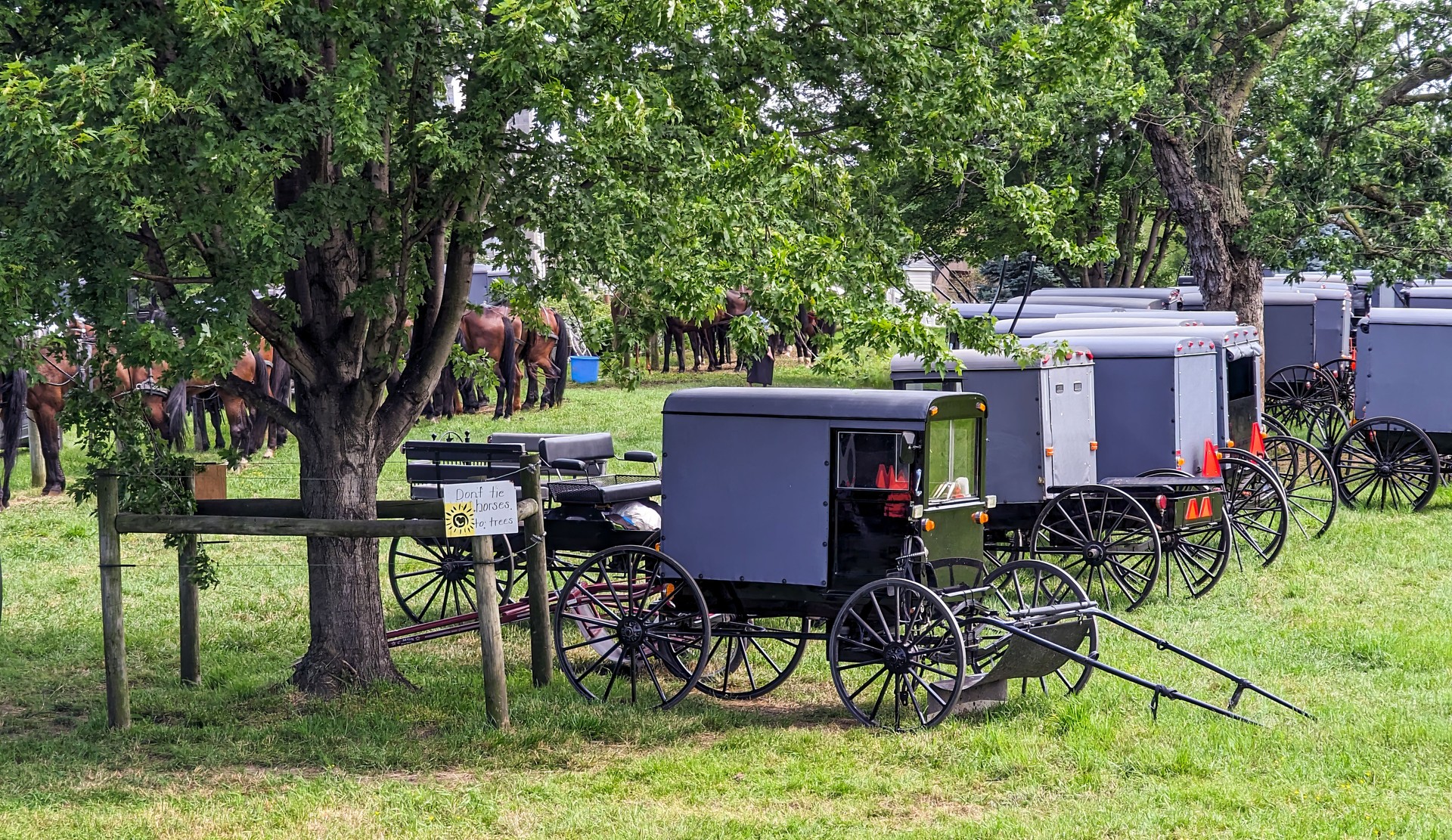 Large Group of Amish Horse and Buggies for an Event, in Lancaster, Pennsylvania