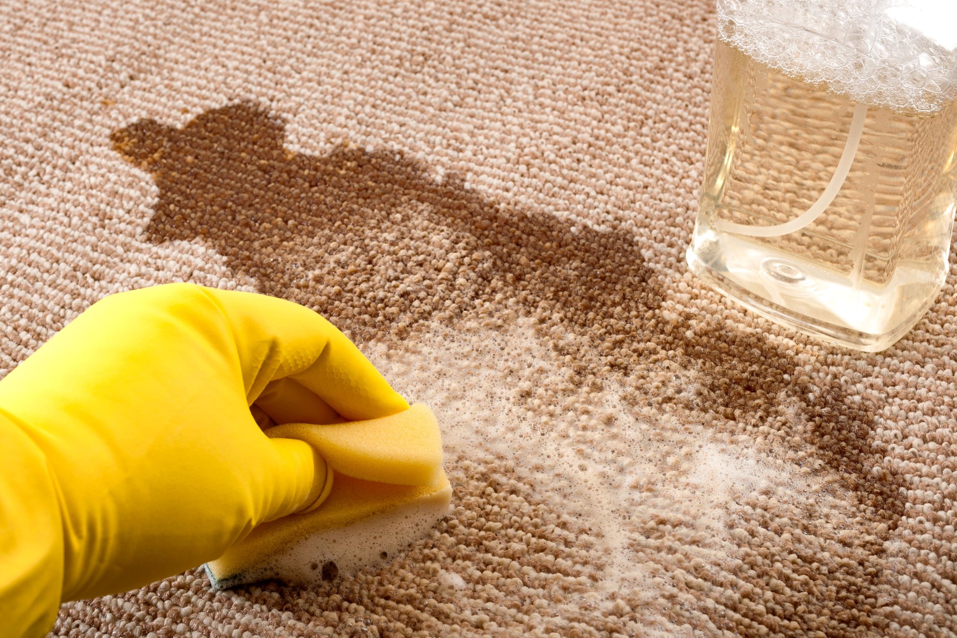 stain removal lancaster county House cleaning and scrubbing the floor concept with close up of a hand wearing yellow rubber gloves cleaning up a spilled cup of coffee on a carpet with a sponge and a bottle of carpet cleaner