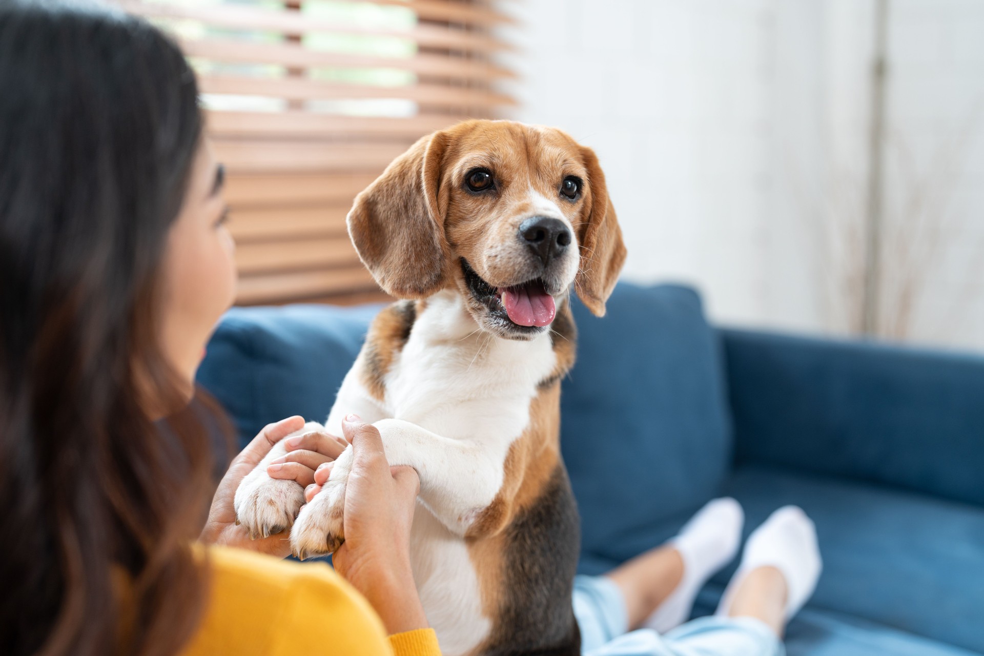 lancaster county pet carpet cleaning Portrait of beagle dog playing with Asian young woman on sofa in living room at cozy home. Pet and cute animal concept.